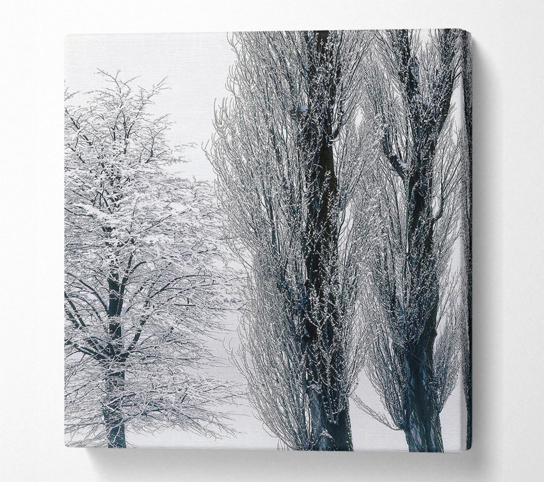  A Canvas Print of Silvery Winter Trees Canvas Print