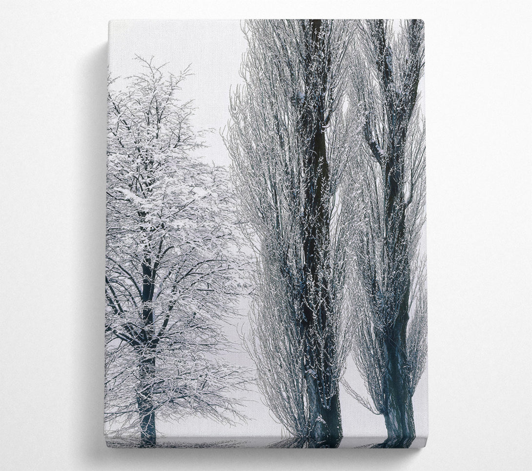  A Canvas Print of Silvery Winter Trees Canvas Print