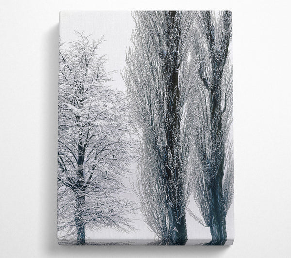  A Canvas Print of Silvery Winter Trees Canvas Print