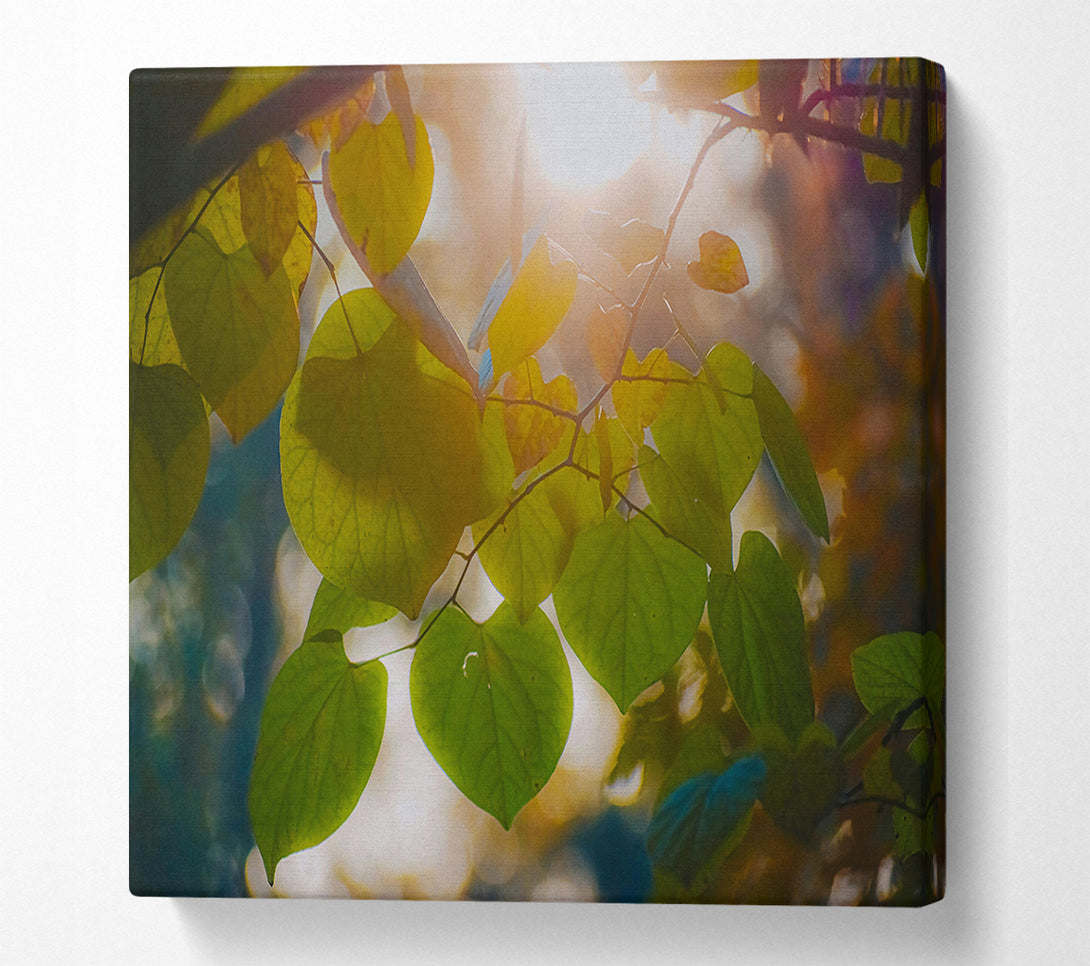  A Canvas Print of Golden Hour Leaves Canvas Wall Art