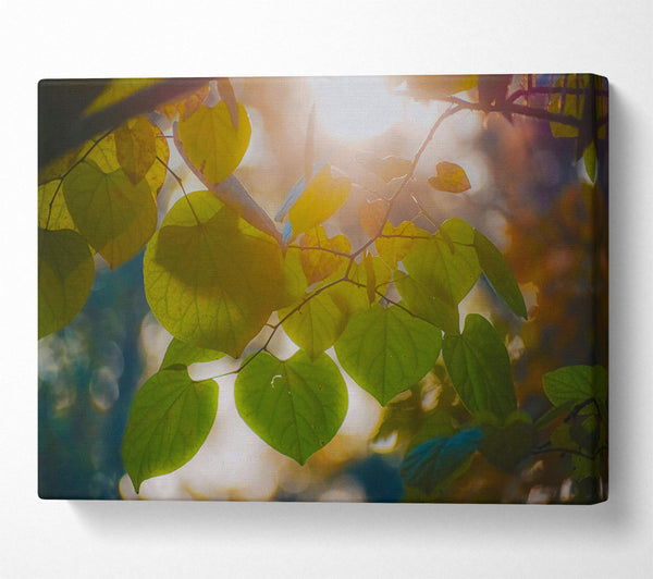  A Canvas Print of Golden Hour Leaves Canvas Wall Art