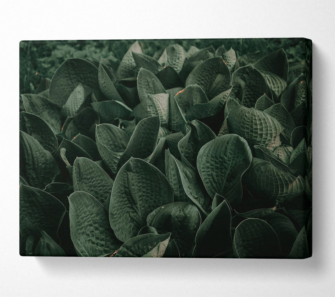  A Canvas Print of Emerald Leaf Embrace Canvas Art