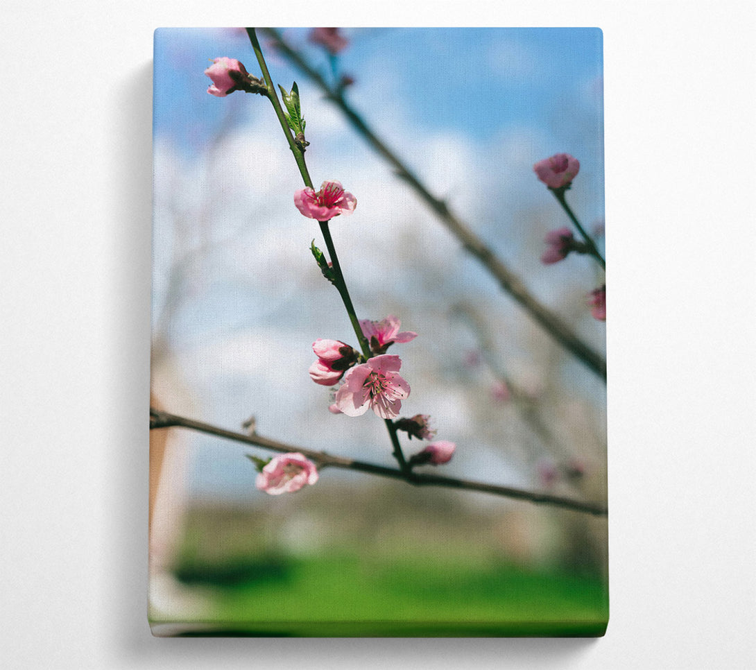  A Canvas Print of Pink Blossom Branch Canvas Print