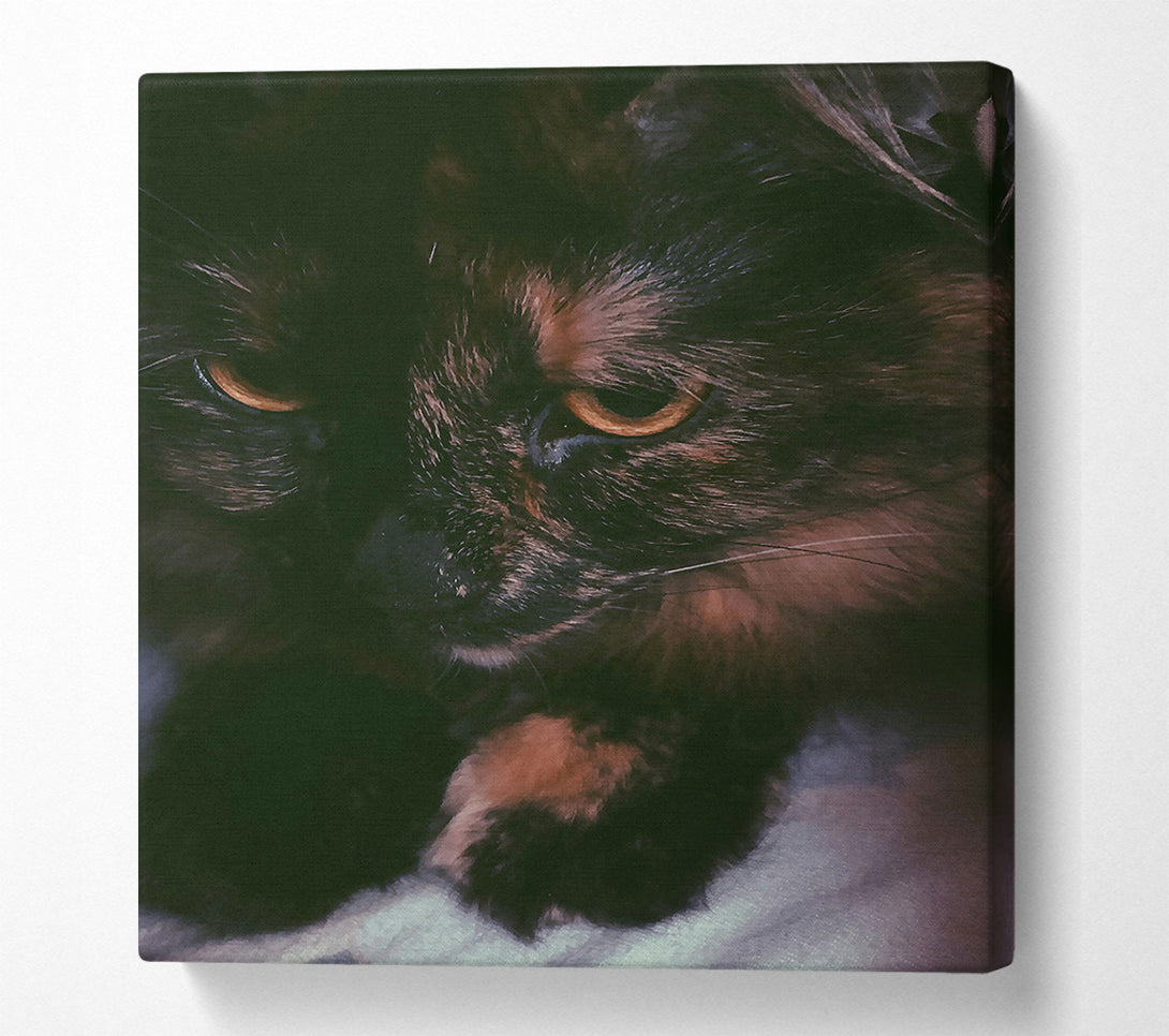  A Canvas Print of Golden Eyes In Shadow Canvas Art