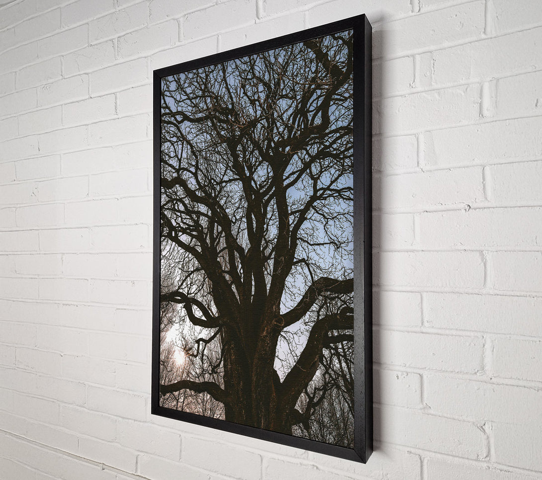  A Canvas Print of Silhouetted Brown Branches Canvas Wall Art
