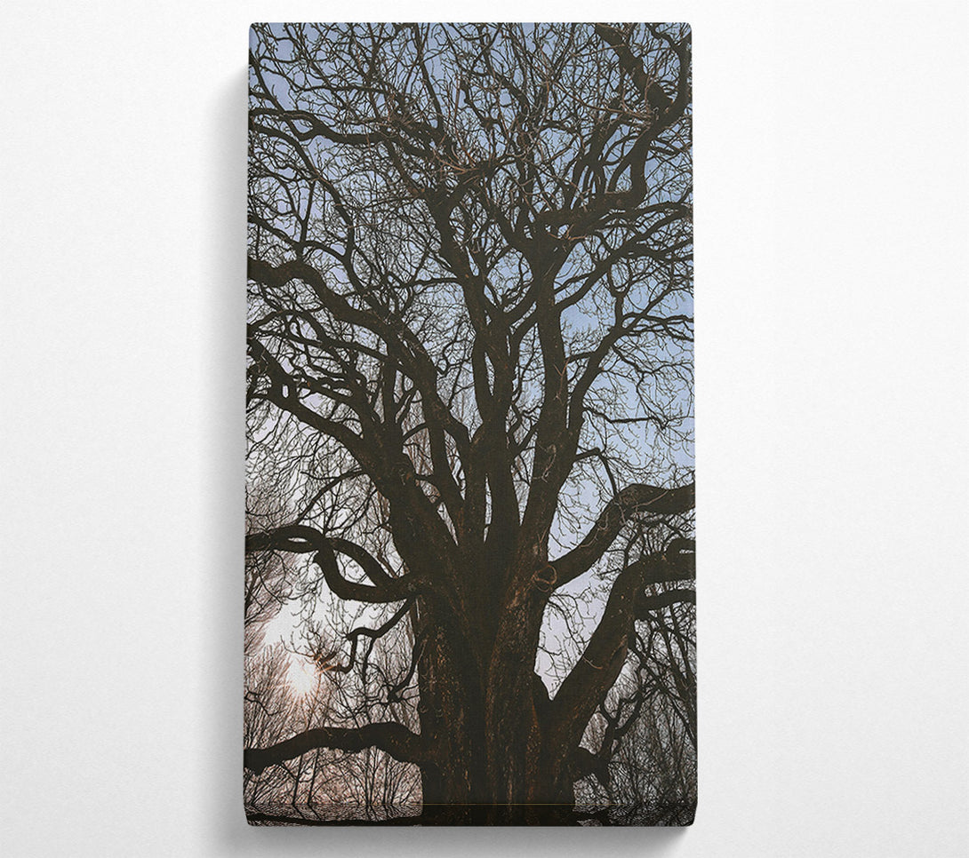  A Canvas Print of Silhouetted Brown Branches Canvas Wall Art