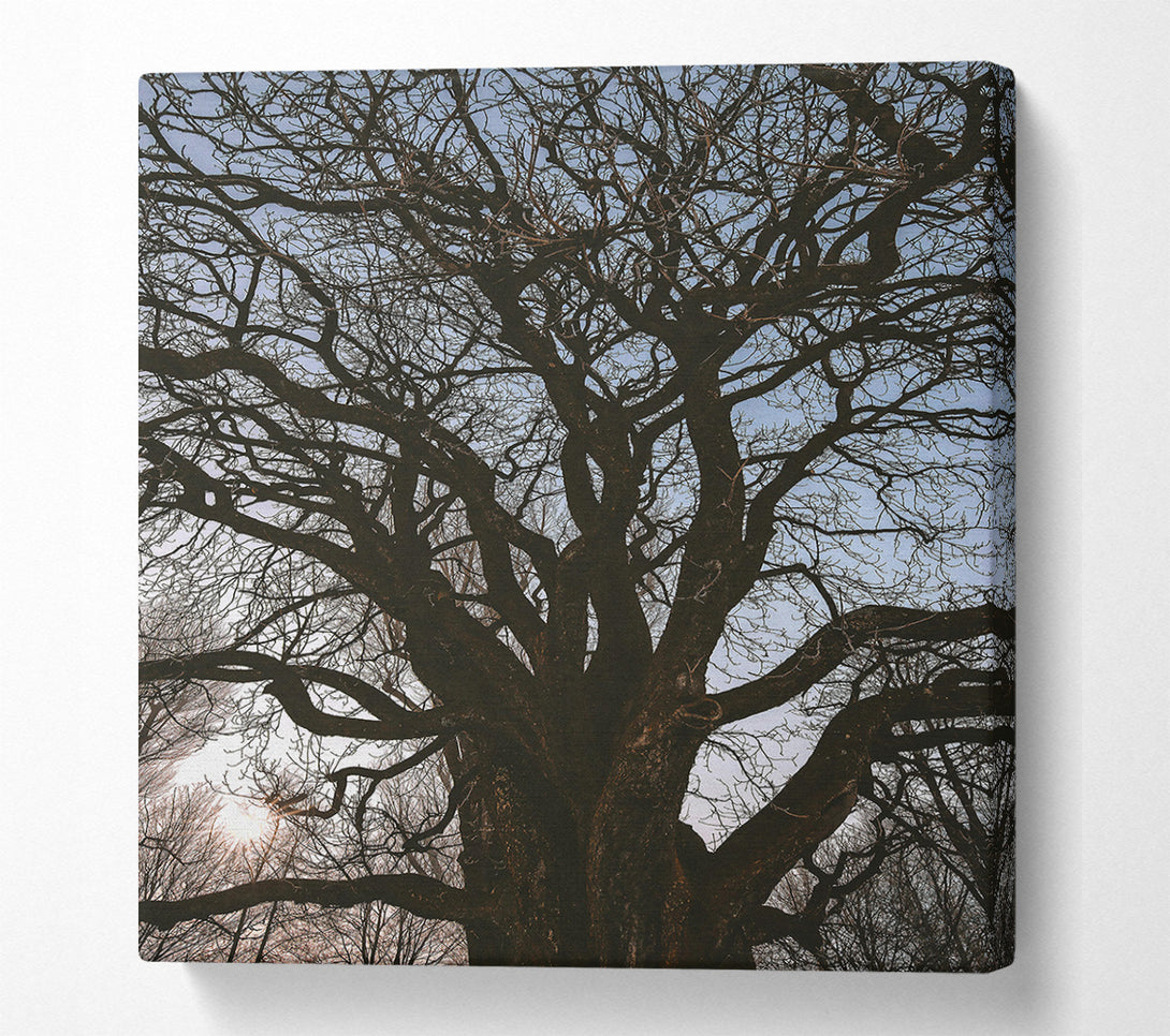  A Canvas Print of Silhouetted Brown Branches Canvas Wall Art
