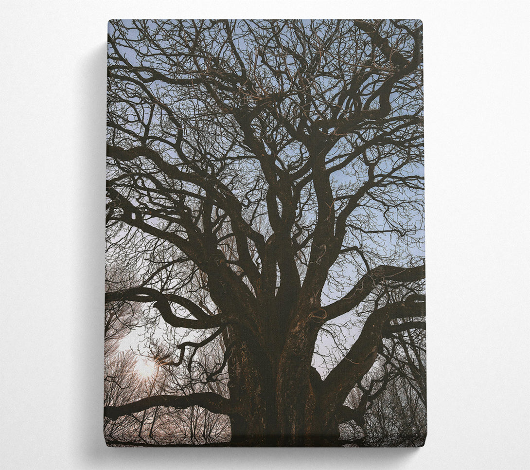  A Canvas Print of Silhouetted Brown Branches Canvas Wall Art