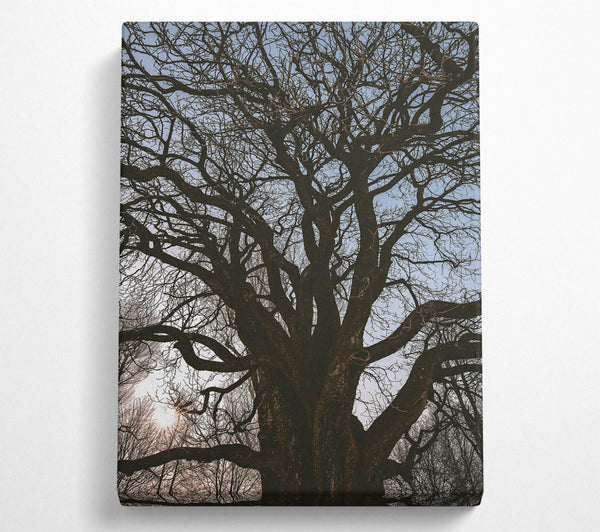  A Canvas Print of Silhouetted Brown Branches Canvas Wall Art