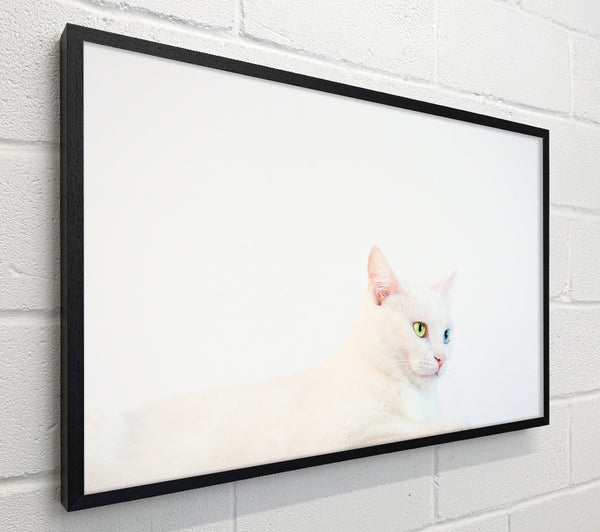White Cat With Green Eyes