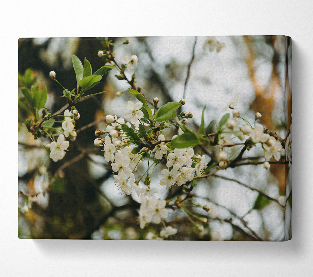  A Canvas Print of White Blossoms In Bloom Canvas Wall Art
