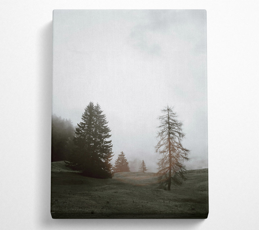  A Canvas Print of Golden Foggy Pines Canvas Print