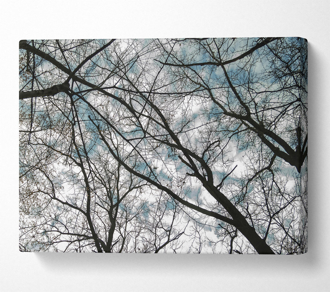  A Canvas Print of Blue Sky Branches Canvas Print