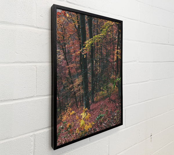 Crimson Forest Floor