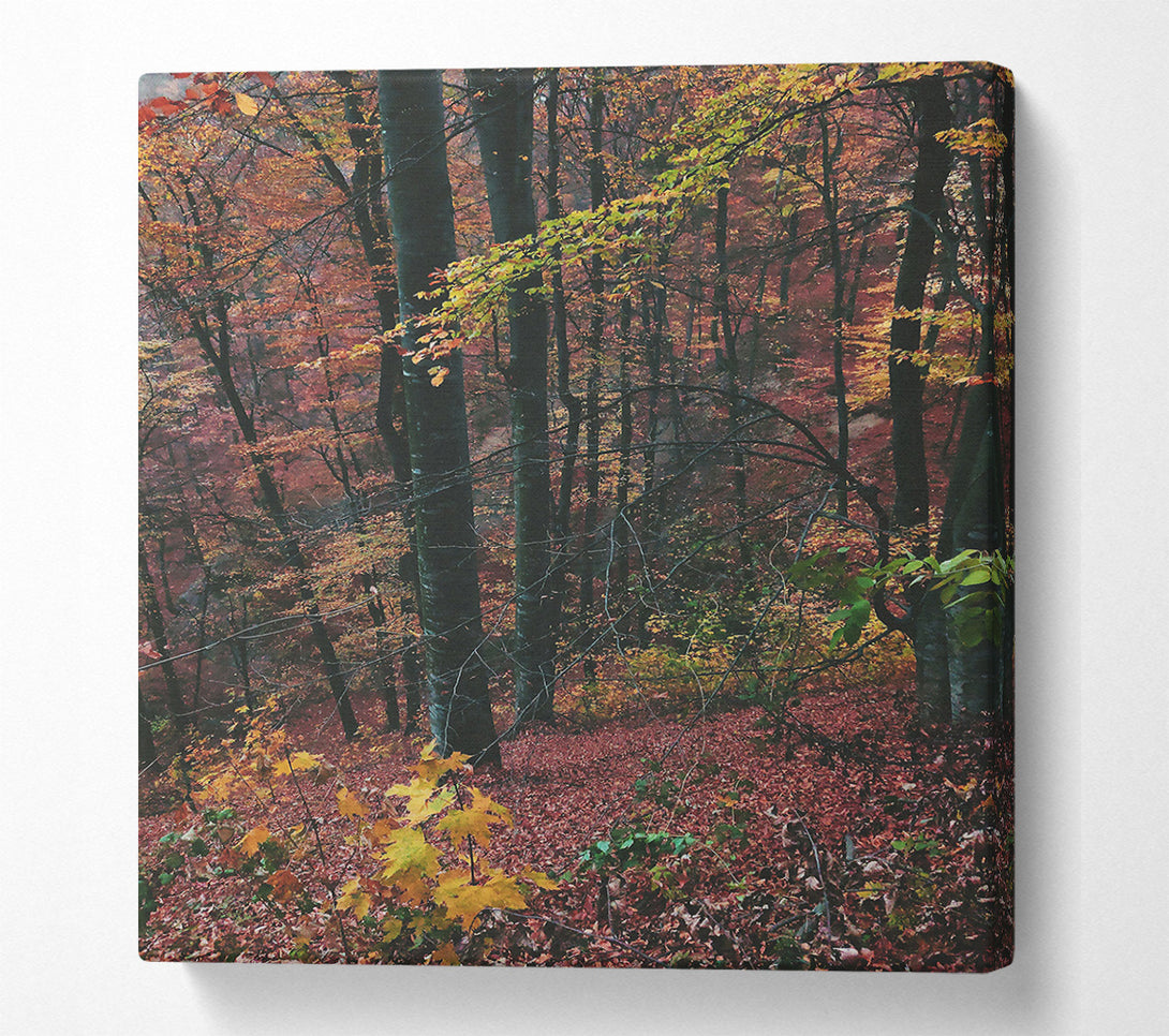  A Canvas Print of Crimson Forest Floor Canvas Art