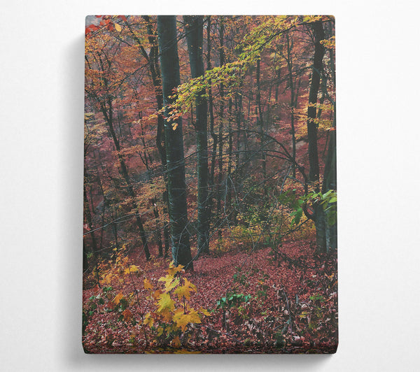  A Canvas Print of Crimson Forest Floor Canvas Art