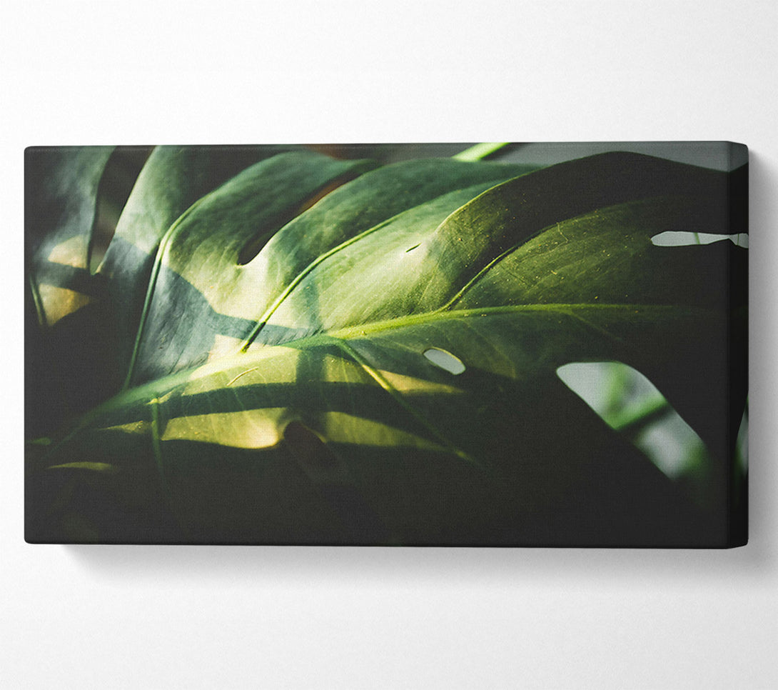  A Canvas Print of Emerald Leaf Shadows Canvas Print