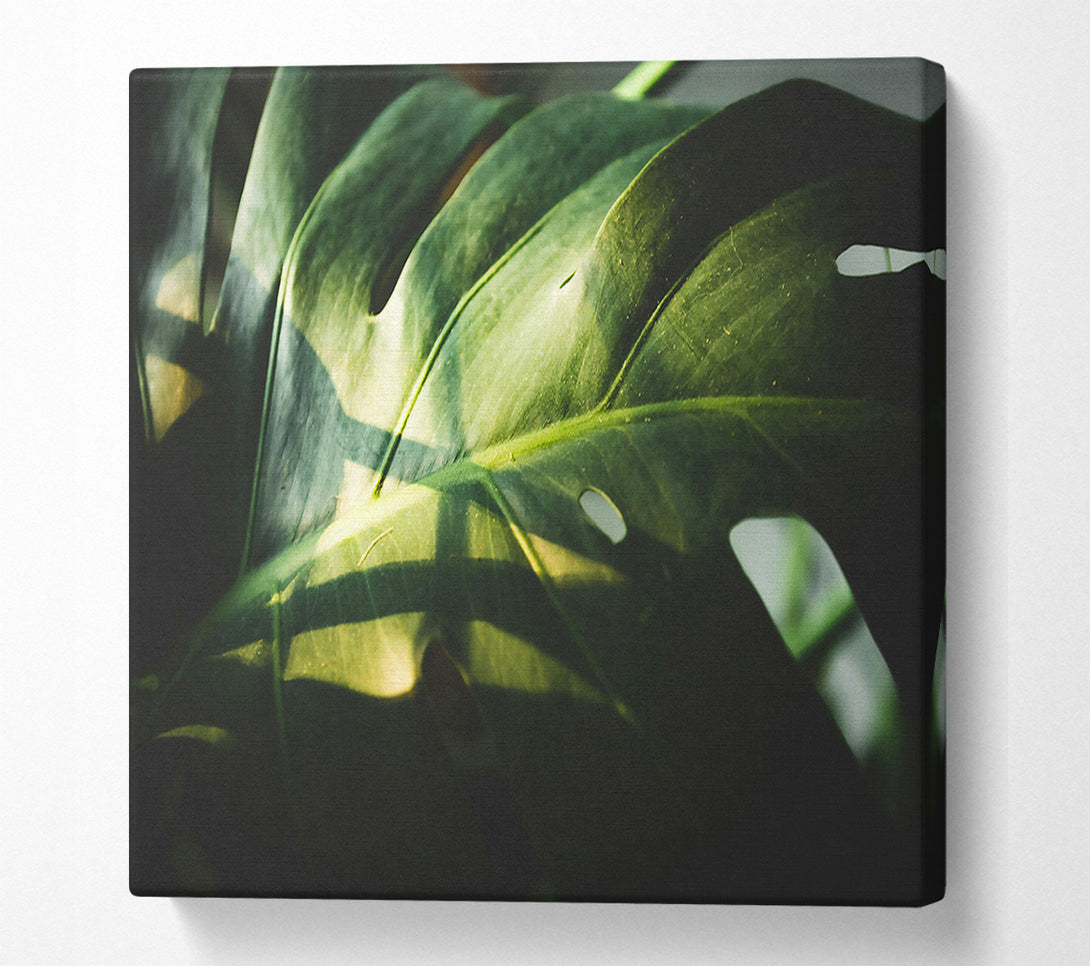  A Canvas Print of Emerald Leaf Shadows Canvas Print