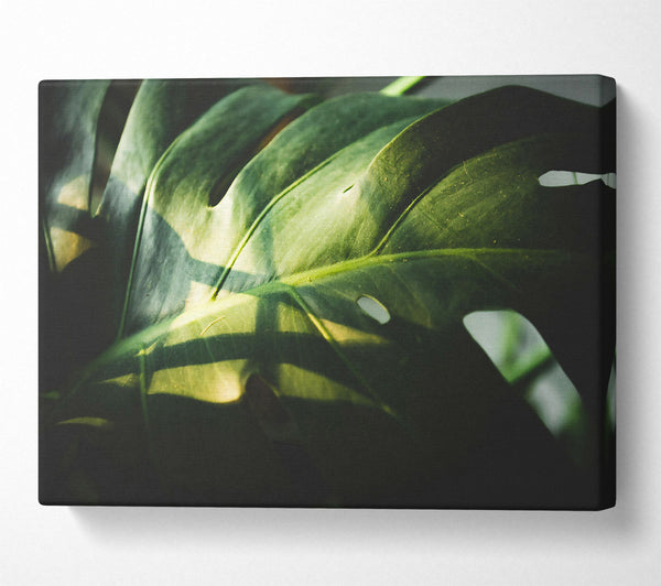  A Canvas Print of Emerald Leaf Shadows Canvas Print