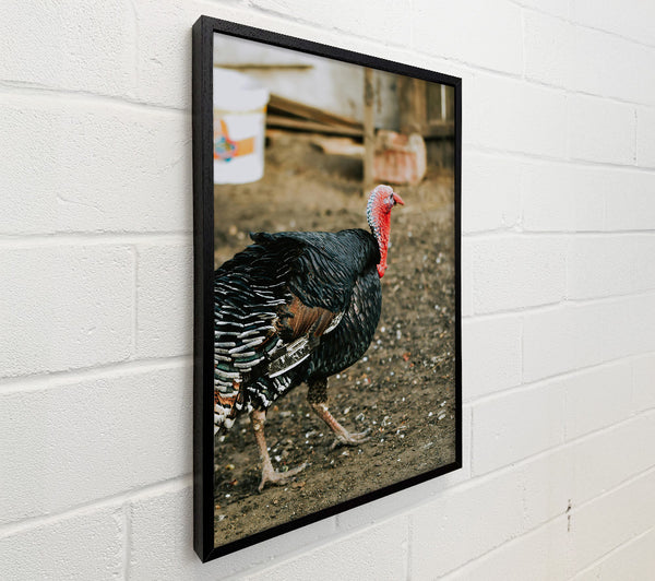 Black Turkey Strutting