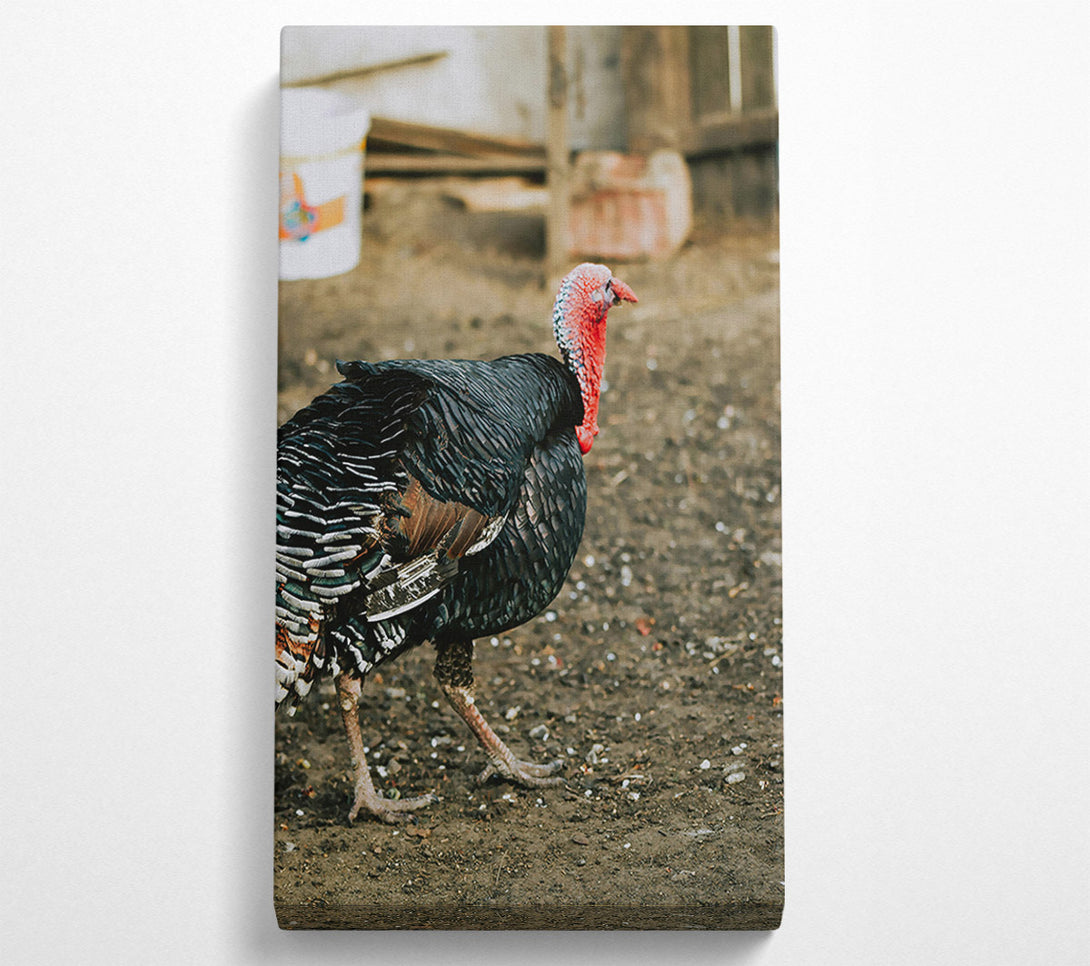  A Canvas Print of Black Turkey Strutting Canvas Print