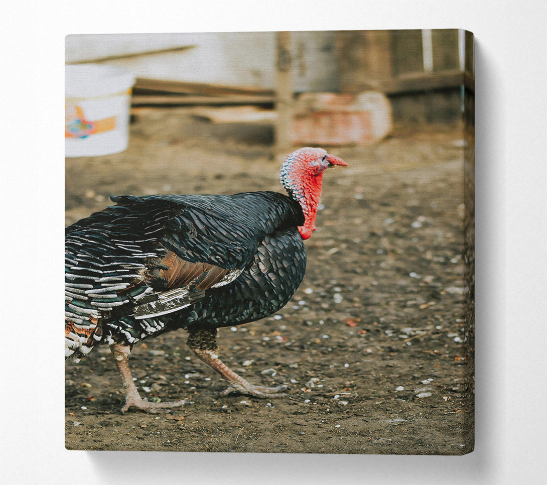  A Canvas Print of Black Turkey Strutting Canvas Print