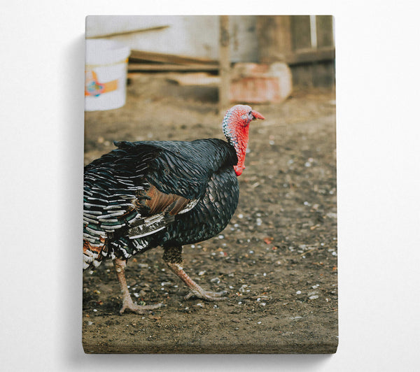  A Canvas Print of Black Turkey Strutting Canvas Print