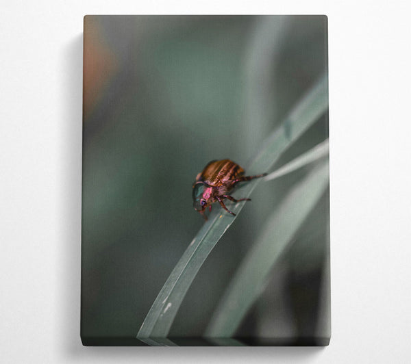  A Canvas Print of Green Beetle On Blade Canvas Wall Art