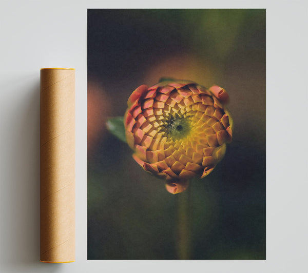 Orange Budding Bloom Poster