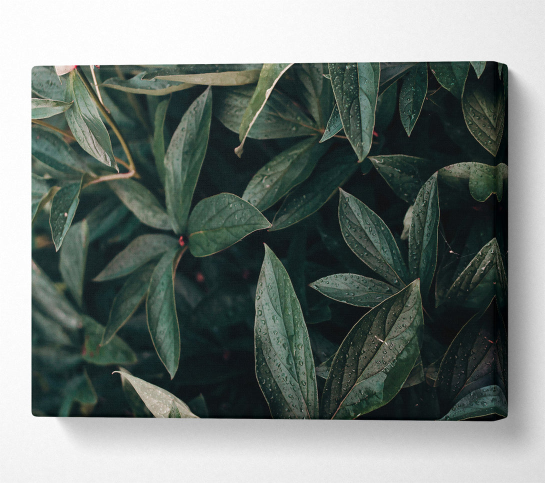  A Canvas Print of Emerald Dewdrops Canvas Print