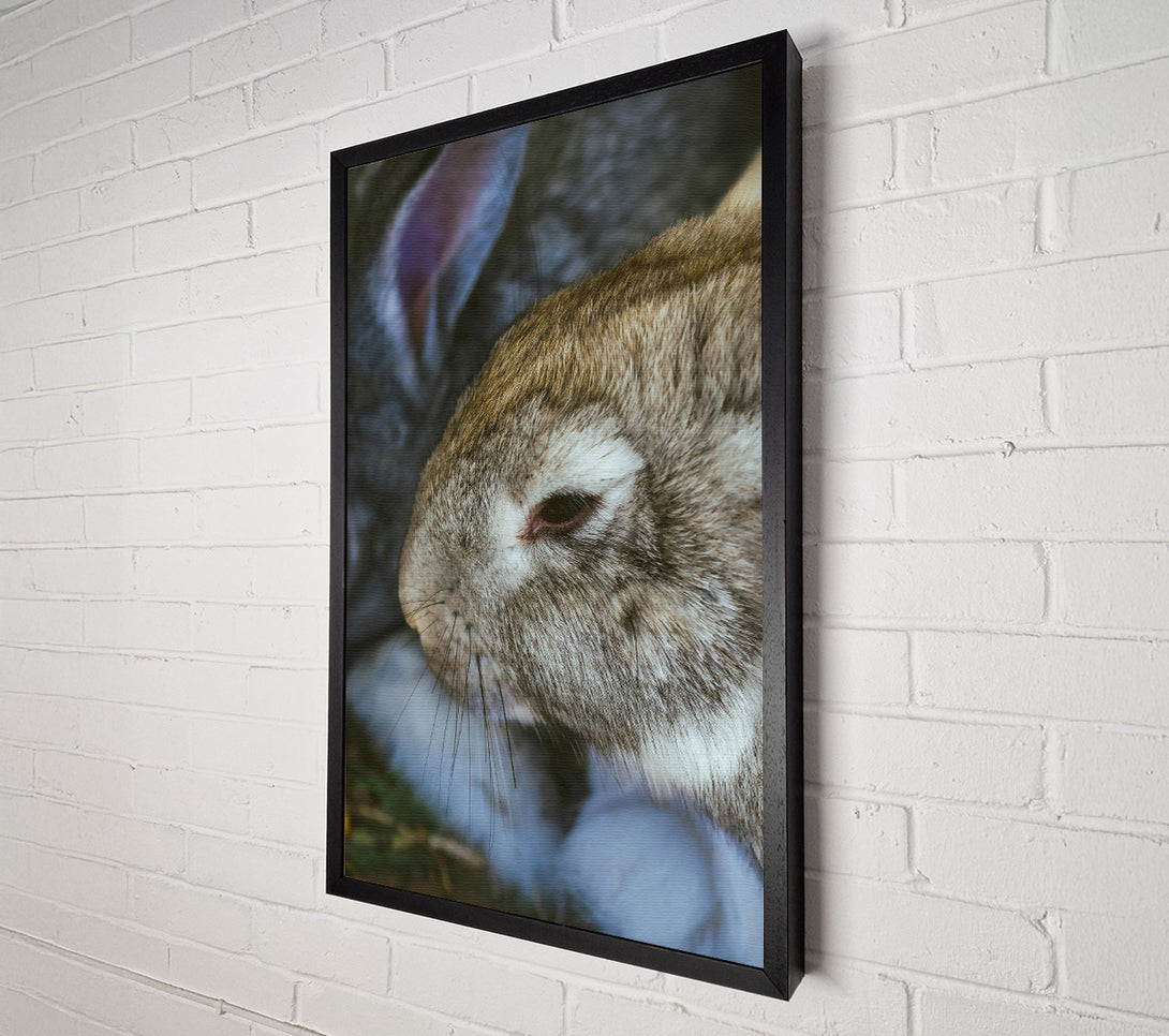  A Canvas Print of The Grey Snuggle Canvas Wall Art