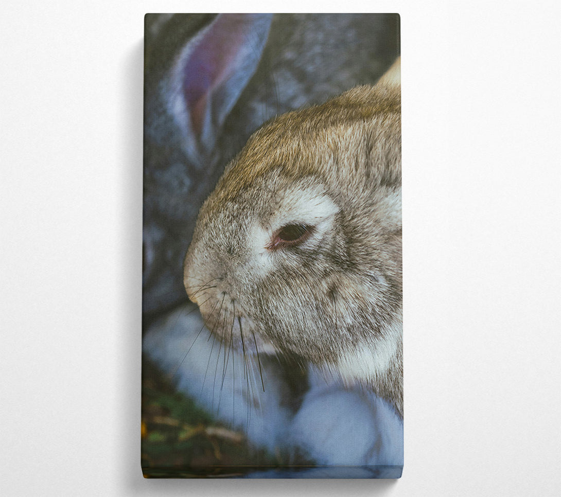  A Canvas Print of The Grey Snuggle Canvas Wall Art