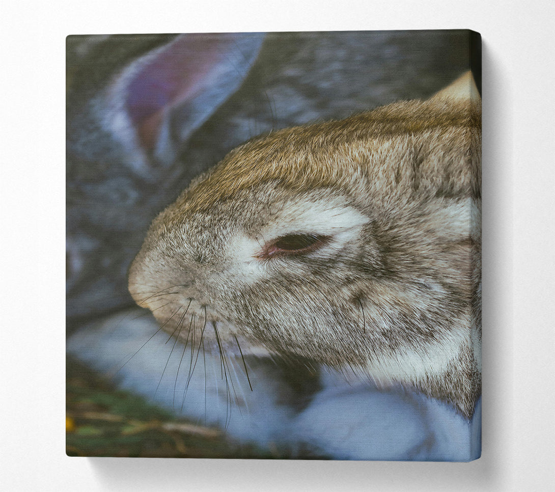  A Canvas Print of The Grey Snuggle Canvas Wall Art