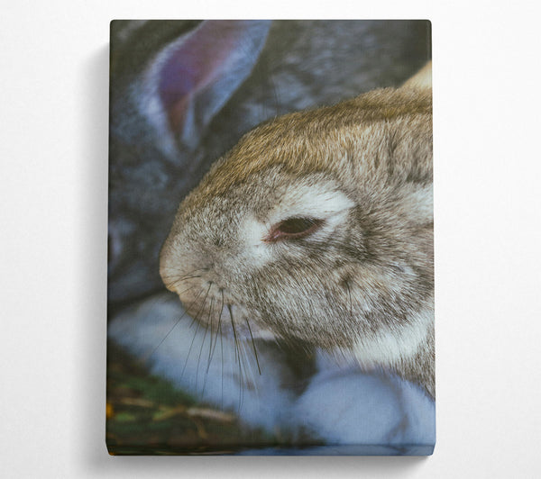  A Canvas Print of The Grey Snuggle Canvas Wall Art