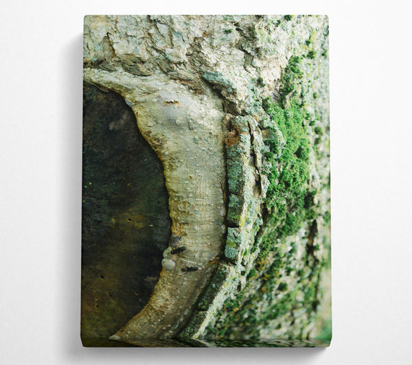  A Canvas Print of Green Bark Embrace Canvas Art