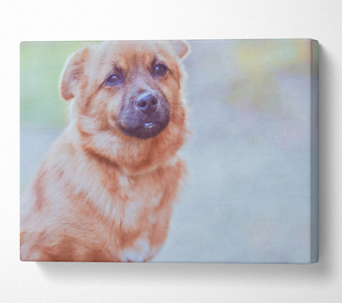  A Canvas Print of Golden Furry Gaze Canvas Print