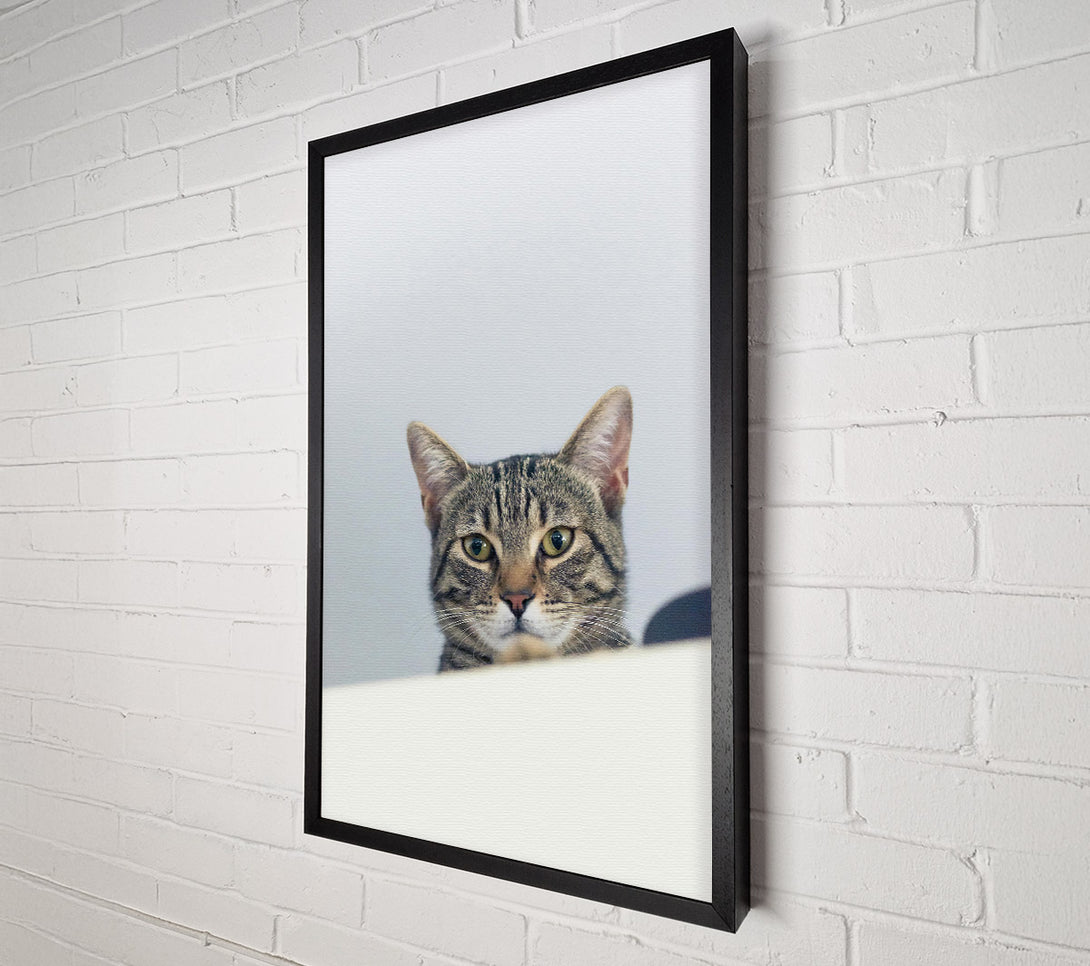  A Canvas Print of The Grey Tabby'S Gaze Canvas Print