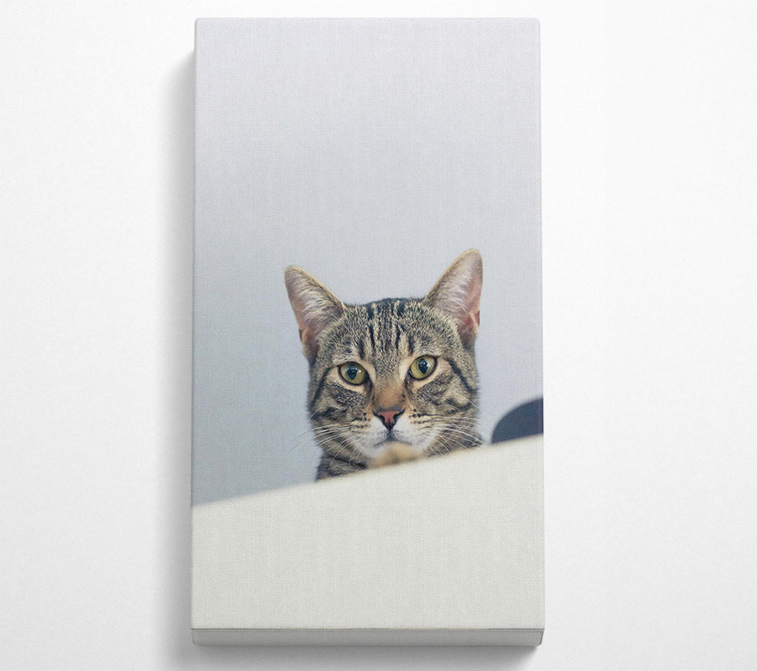  A Canvas Print of The Grey Tabby'S Gaze Canvas Print