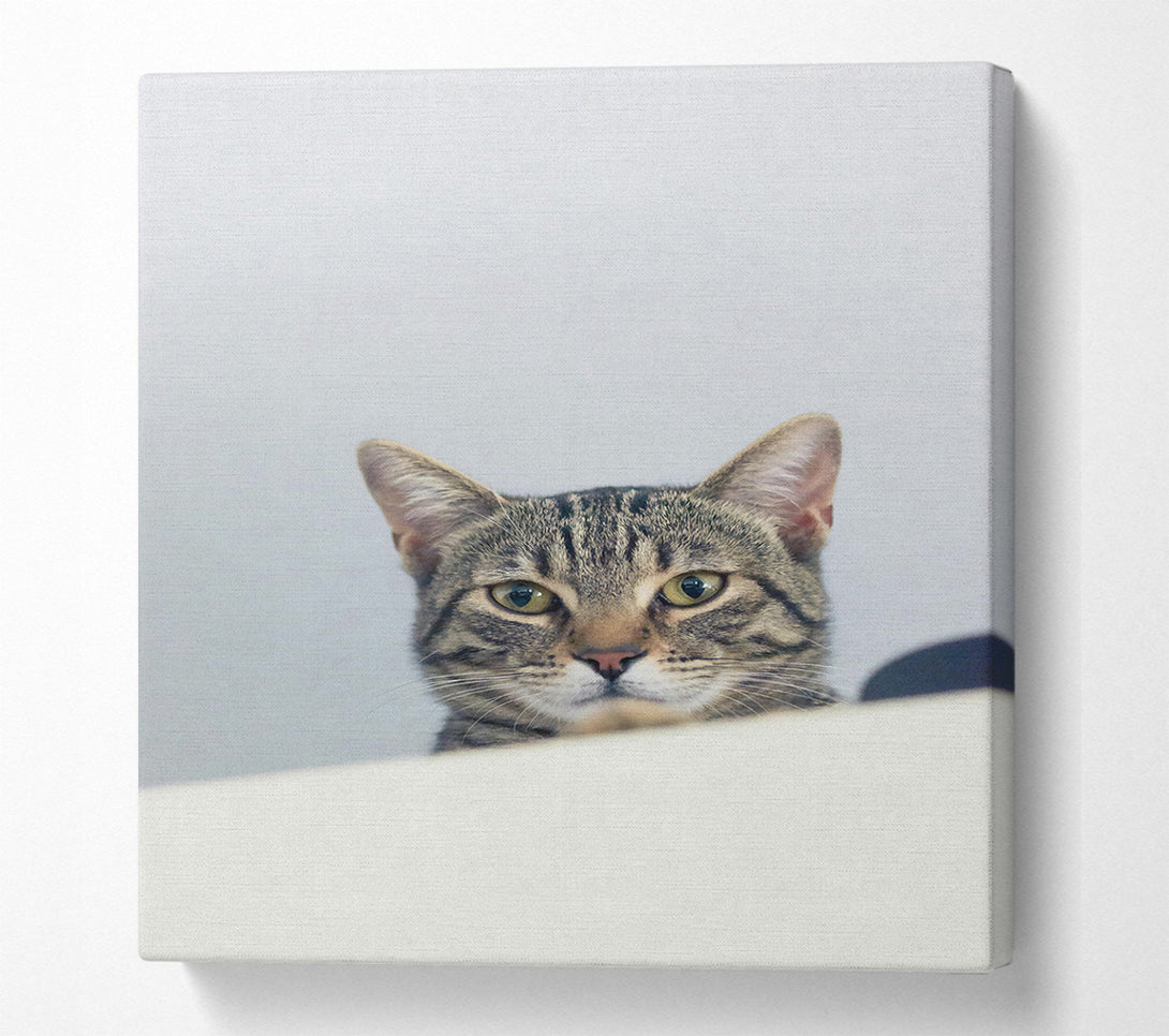  A Canvas Print of The Grey Tabby'S Gaze Canvas Print