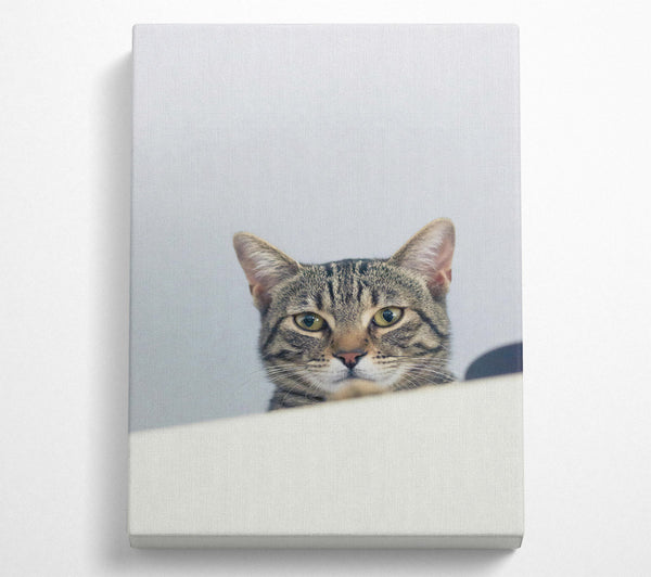  A Canvas Print of The Grey Tabby'S Gaze Canvas Print