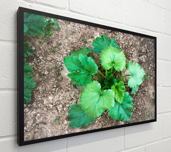 Emerald Green Growth