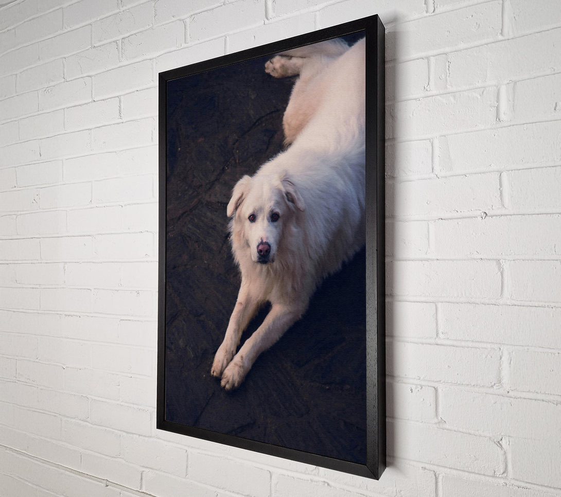  A Canvas Print of White Fur Resting Canvas Print