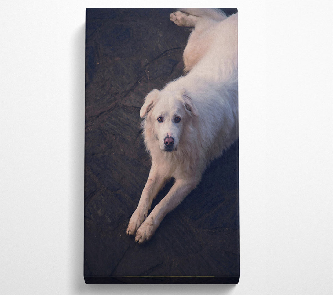  A Canvas Print of White Fur Resting Canvas Print