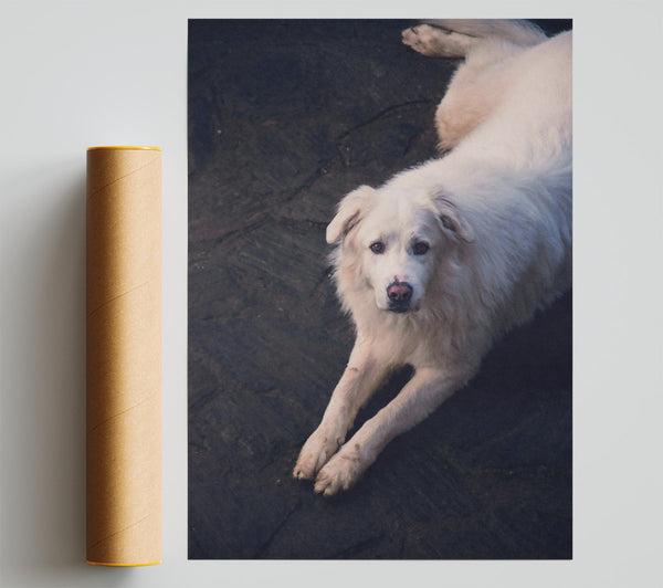 White Fur Resting Giclee Print