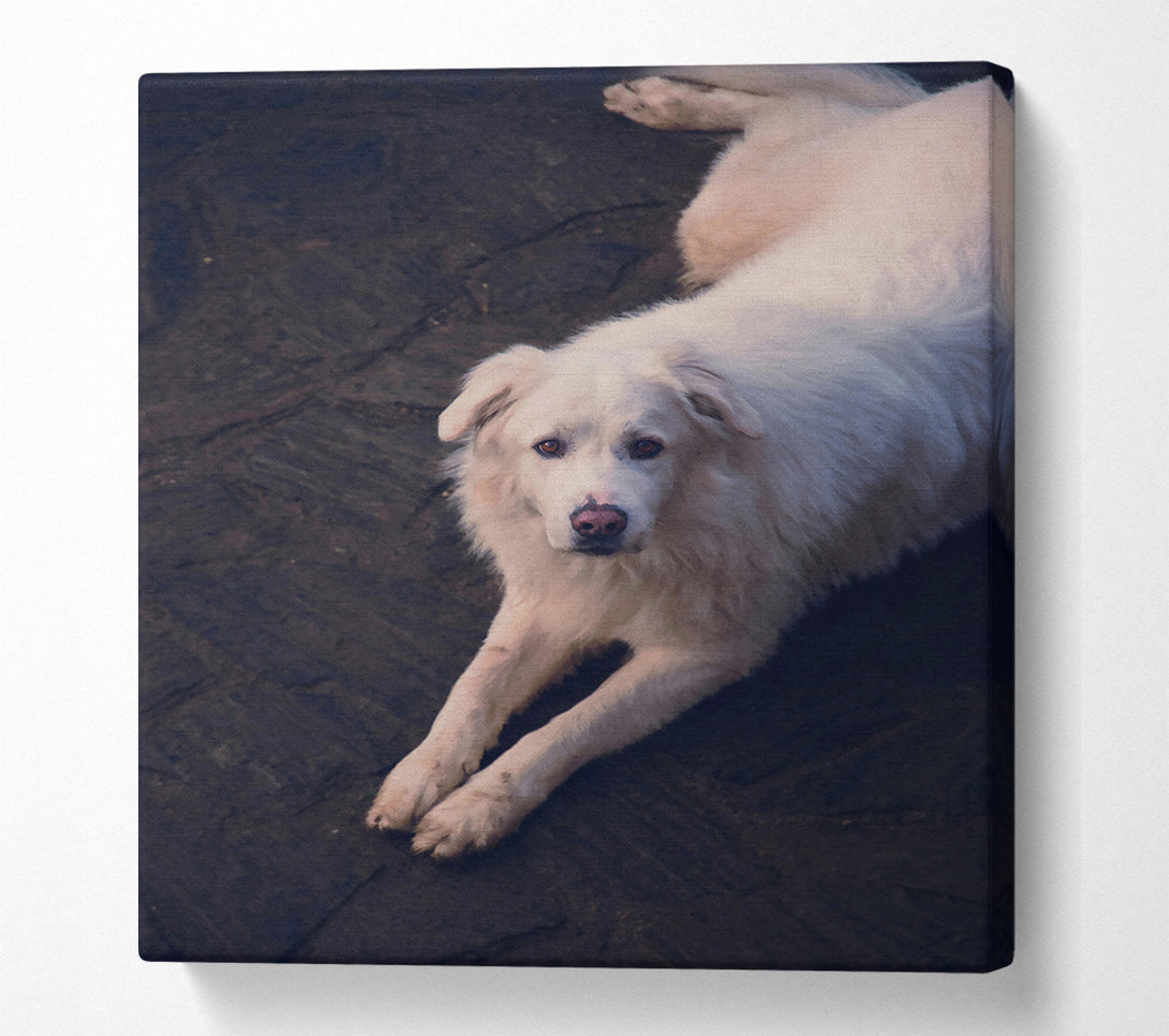  A Canvas Print of White Fur Resting Canvas Print
