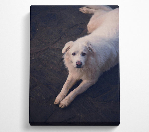  A Canvas Print of White Fur Resting Canvas Print