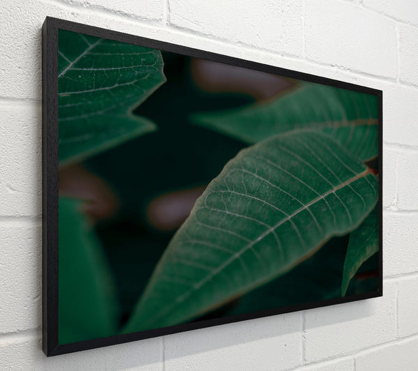 Emerald Leaf Vein
