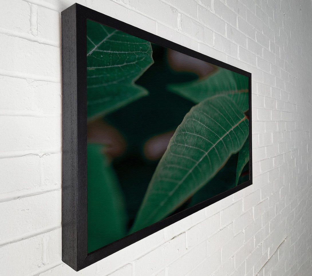  A Canvas Print of Emerald Leaf Vein Canvas Print