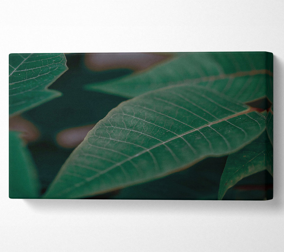  A Canvas Print of Emerald Leaf Vein Canvas Print