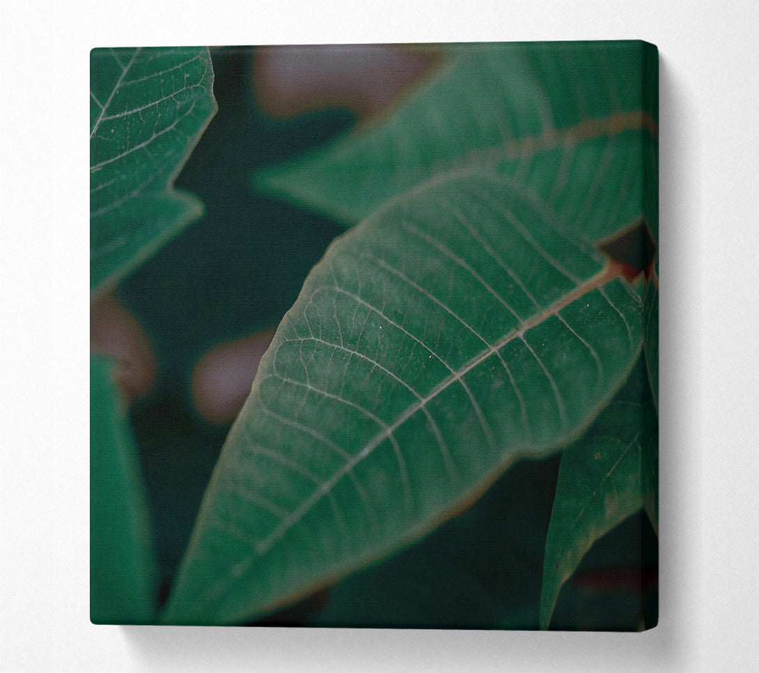  A Canvas Print of Emerald Leaf Vein Canvas Print
